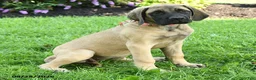 English Mastiff dogs for sale: Lily - Ad 5