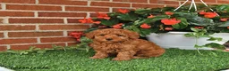 Toy Poodle dogs for sale: Bella Mia - Ad 4