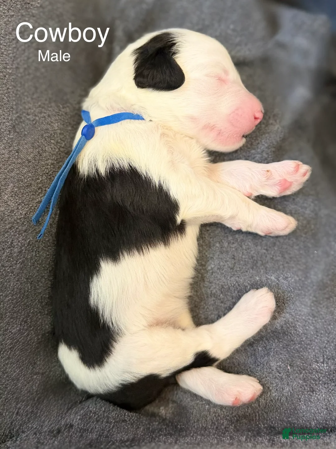 Sheepadoodle dogs for sale: Cowboy - Ad 1