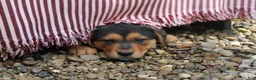 German Shepherd dogs for sale: Sophia - Ad 4