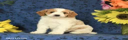 Cavapoo dogs for sale: Chip - Ad 7