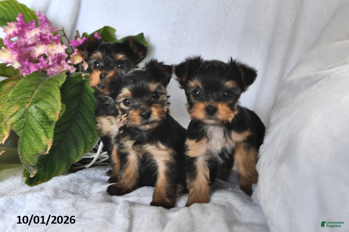 Yorkshire Terrier dogs Tiny - Ad 2
