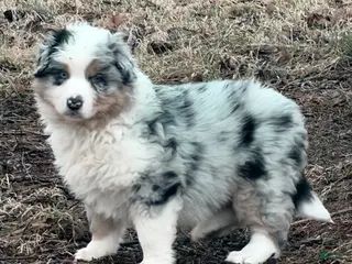 Australian Shepherd dogs for sale: Australian Shepherd Puppy 4 - Ad 2