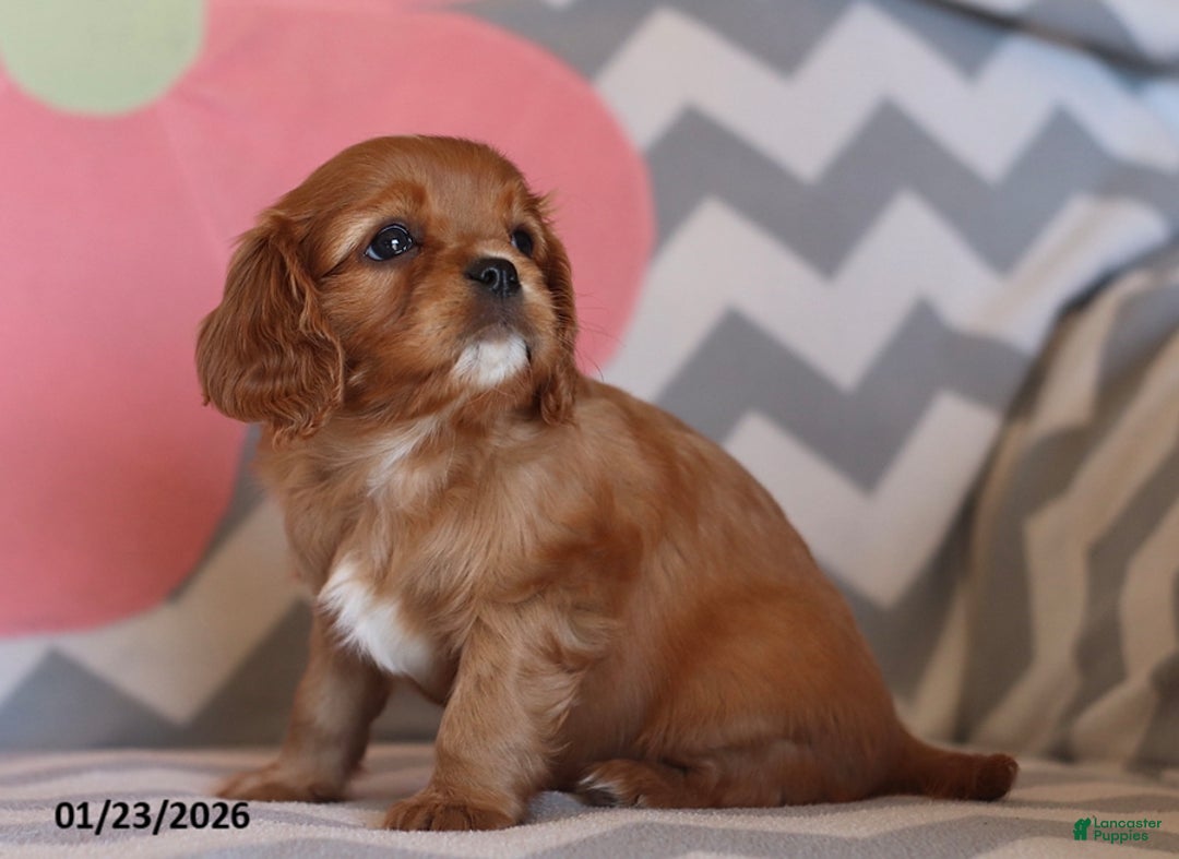 Cavalier King Charles Spaniel dogs for sale: Isabelle - Ad 2