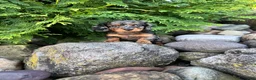 Miniature Dachshund dogs for sale: Carly  - Ad 13