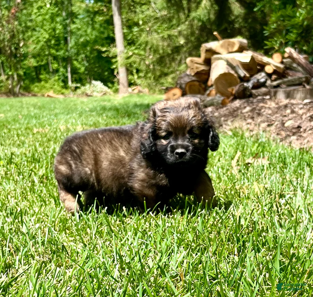Mixed Breed dogs for sale: Lil Otter❤️AKC Cocker Spaniel🐾American Eskimo🐶15pds at Maturity - Ad 1