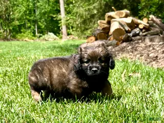 Mixed Breed dogs for sale: Lil Otter❤️AKC Cocker Spaniel🐾American Eskimo🐶15pds at Maturity - Ad 3