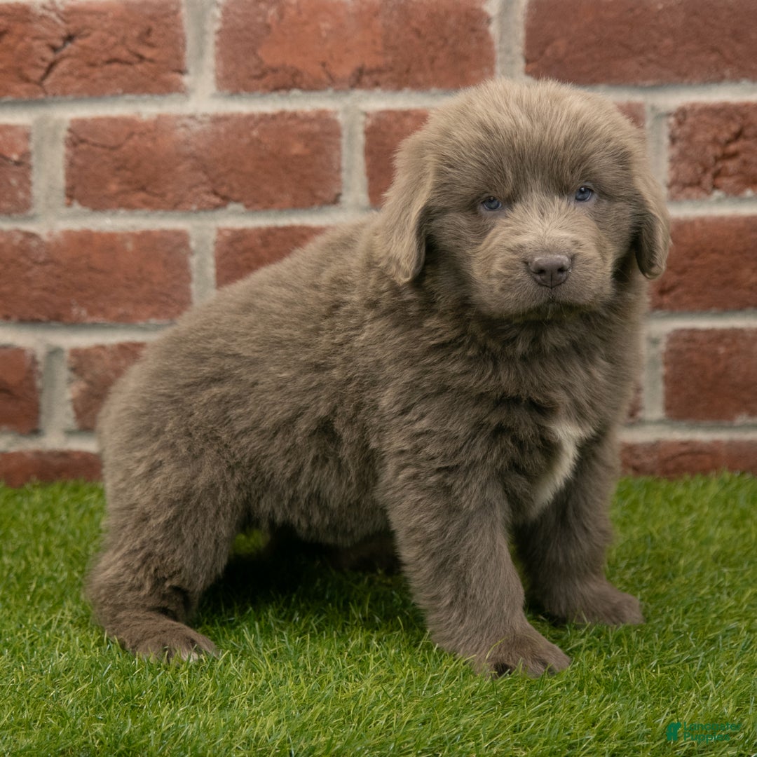 Newfoundland dogs for sale: Stella - Ad 2