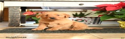 Golden Retriever dogs for sale: Rover - Ad 1