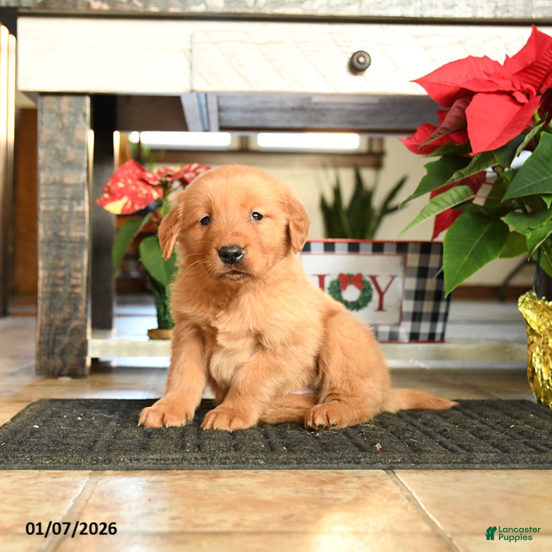 Golden Retriever dogs for sale: Rover - Ad 1
