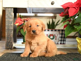 Golden Retriever dogs Rover - Ad 30