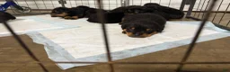 Rottweiler dogs for sale: Rottweiler Puppy 7 - Ad 13