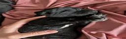 Newfoundland dogs for sale: Haven - Ad 15