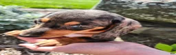 Miniature Dachshund dogs for sale: Remy  - Ad 8