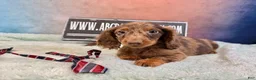 Miniature Dachshund dogs for sale: Chocolate dapple Russian Akc  - Ad 9