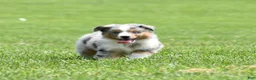 Miniature Australian Shepherd dogs for sale: London - Ad 3