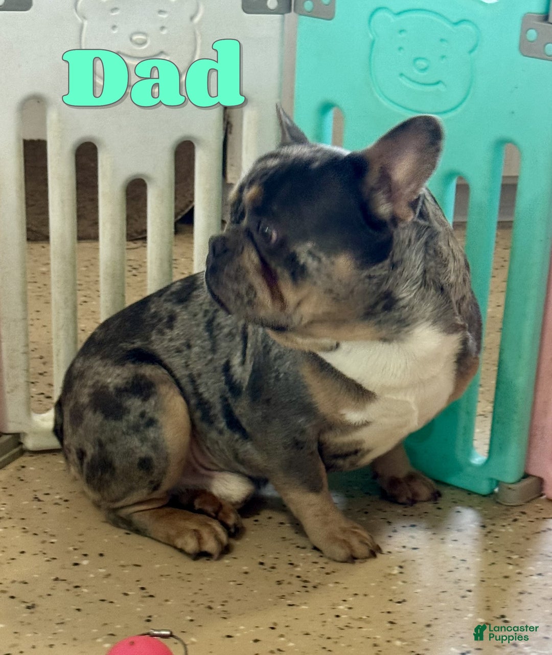French Bulldog dogs for sale: Shadow - Ad 9