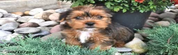 Shorkie dogs for sale: Billy - Ad 4