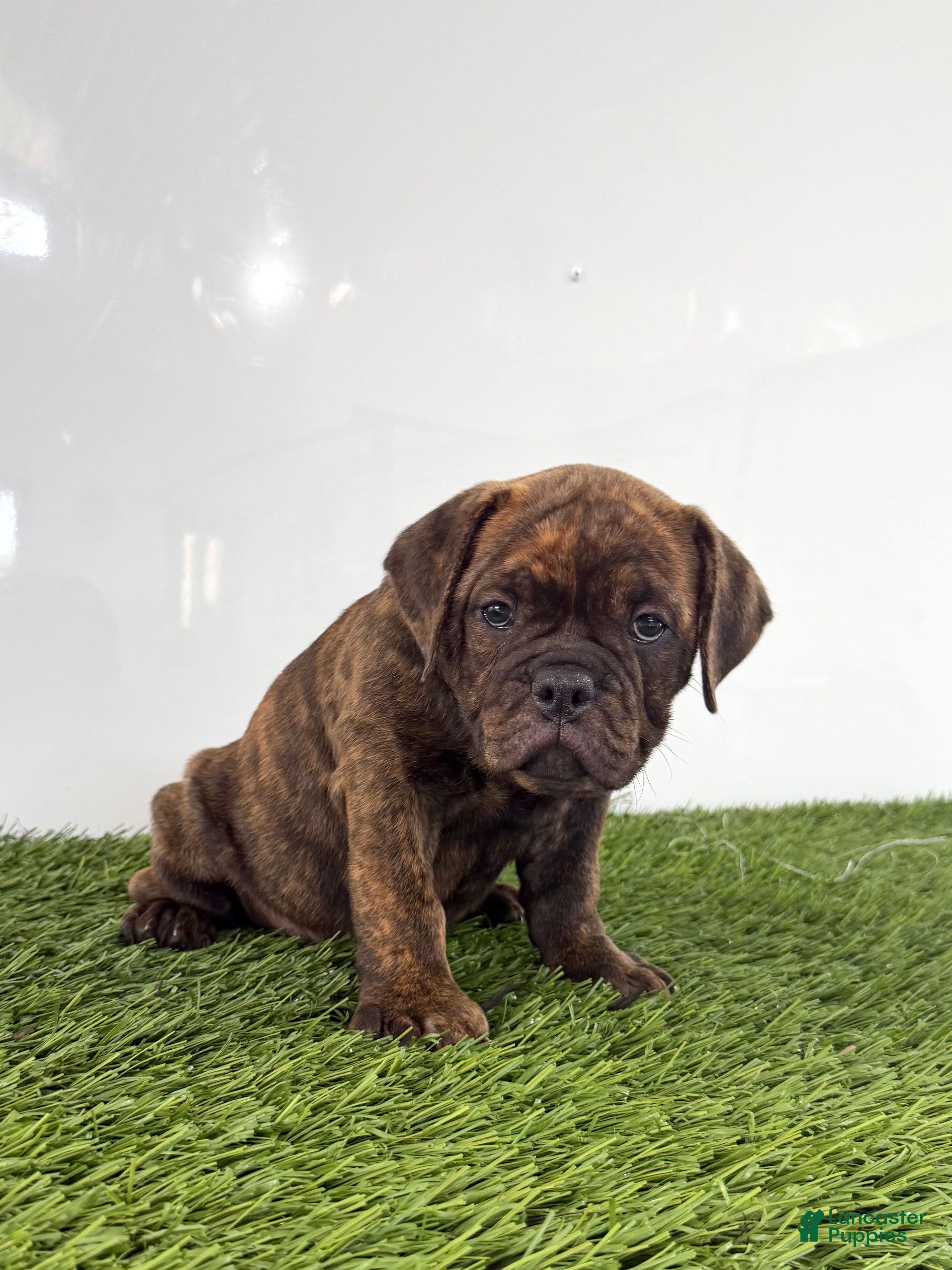 Olde English Bulldogge dogs Laken  - Ad 1