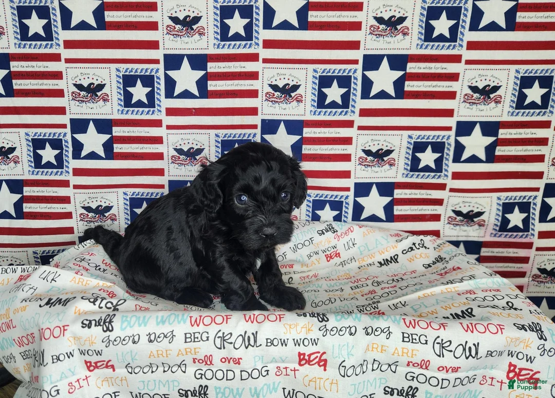 Cavapoo dogs for sale: Ollie - Ad 2