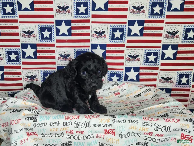 Cavapoo dogs for sale: Ollie - Ad 2