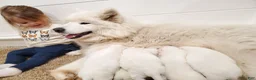 Samoyed dogs for sale: Asher - Ad 4