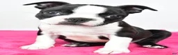 Boston Terrier dogs for sale: Violet - Ad 3