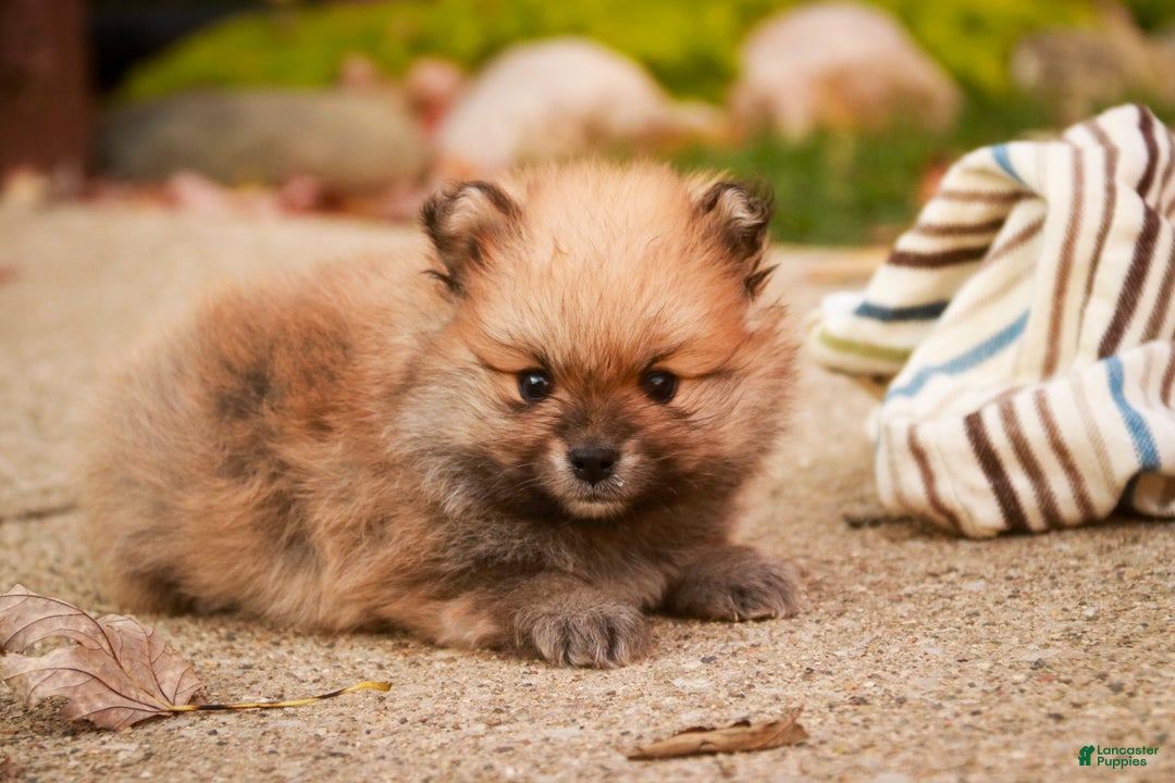 Pomeranian dogs for sale: Ben - Ad 3