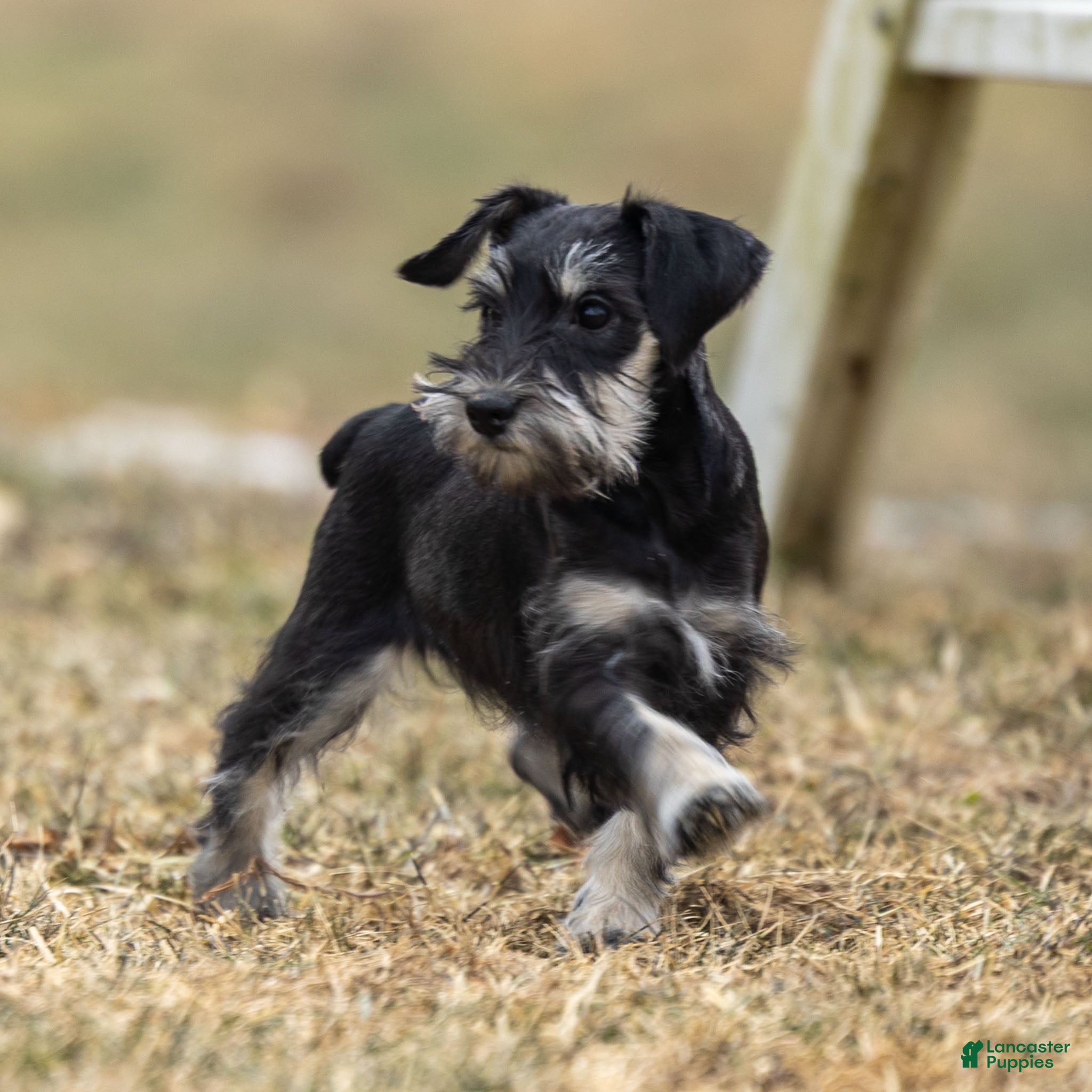 Miniature Schnauzer dogs Yelene - Ad 2