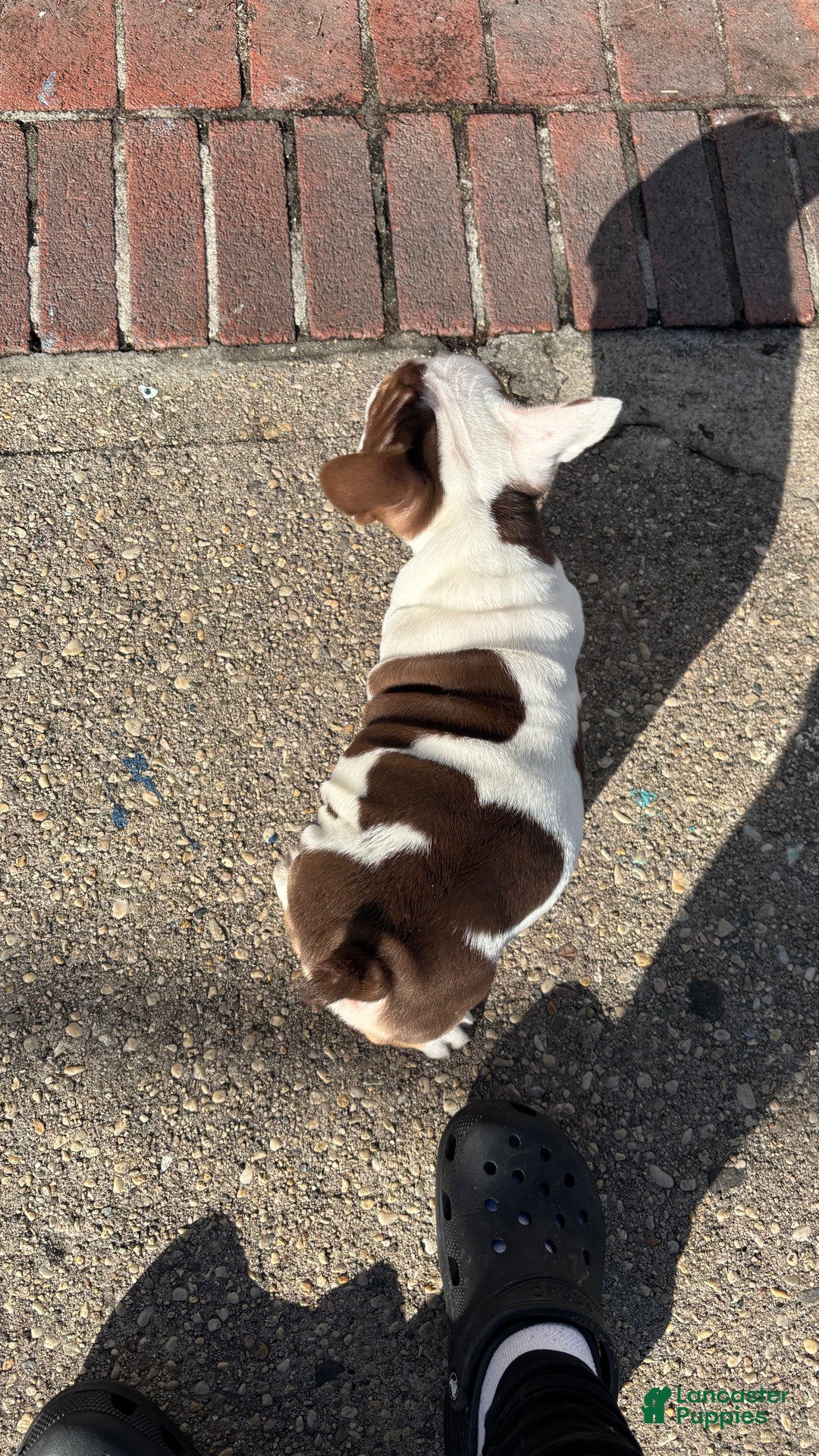 Mixed Breed dogs for sale: French Bulldog/English Bulldog MixPuppy 2 - Ad 5