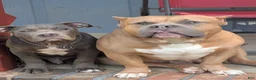 American Bully dogs for sale: Joker - Ad 11