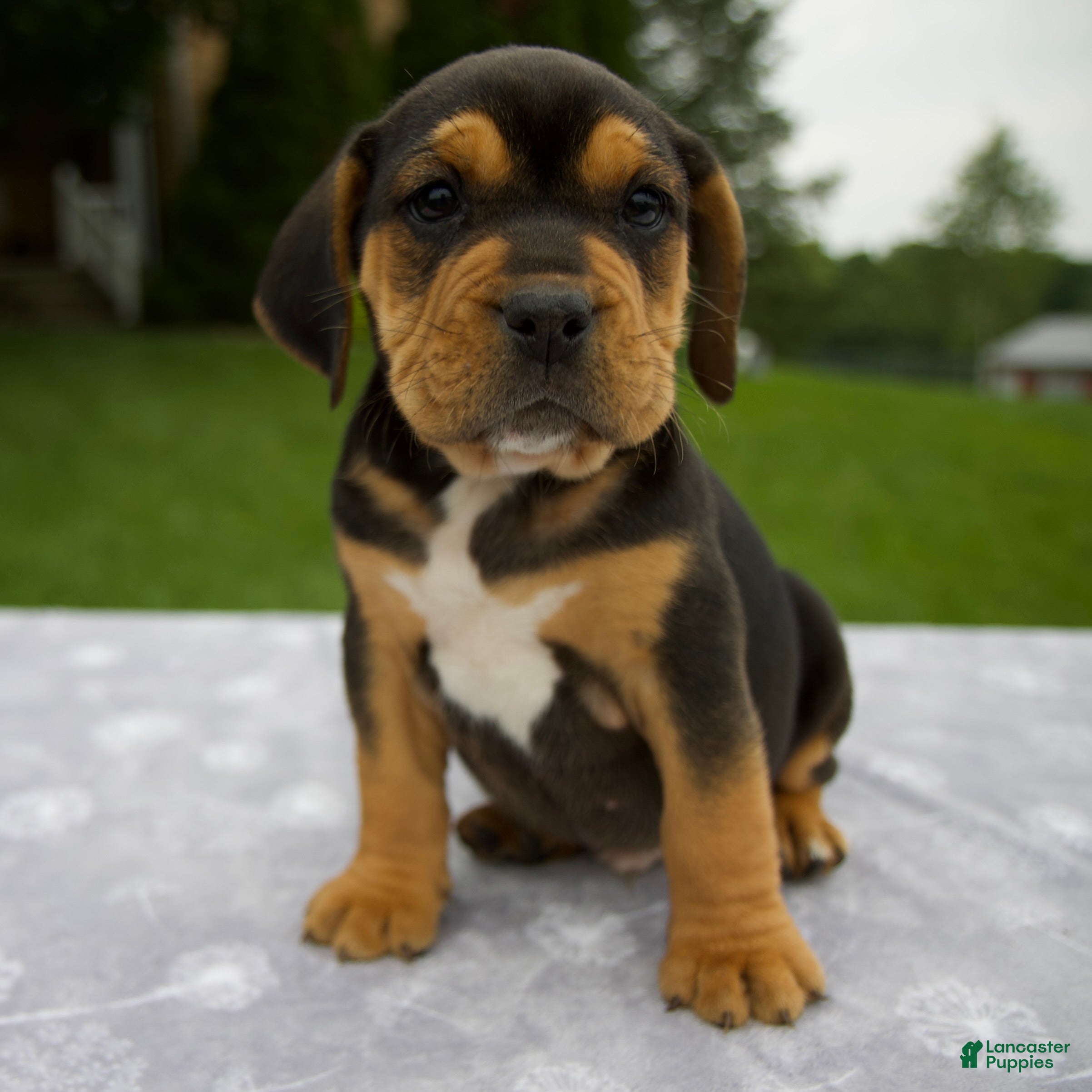 Beabull dogs Duff - Ad 1
