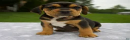 Beabull dogs for sale: Duff - Ad 1