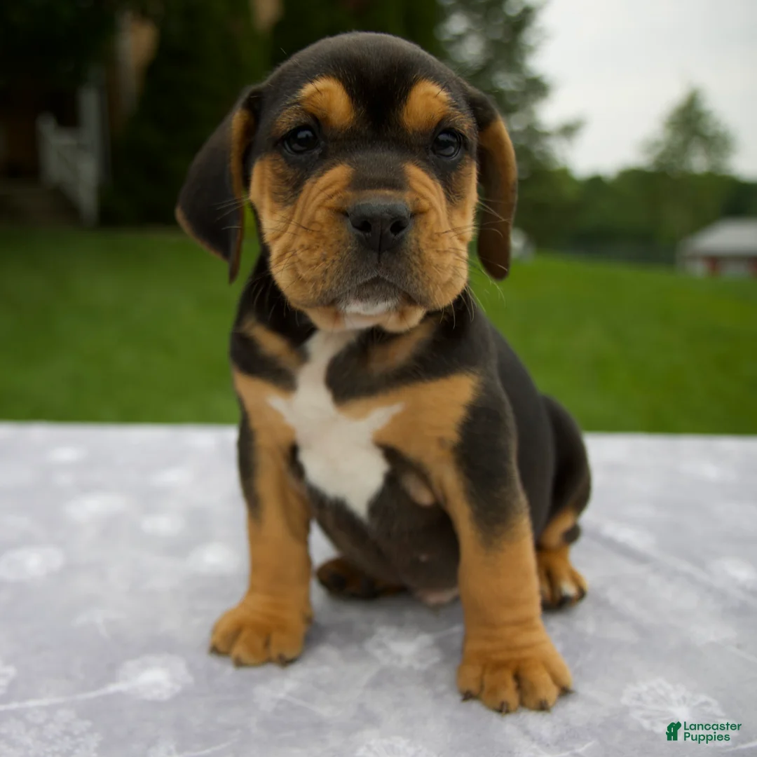 Beabull dogs for sale: Duff - Ad 1