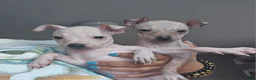 Xoloitzcuintle dogs for sale: TITAN  - Ad 8