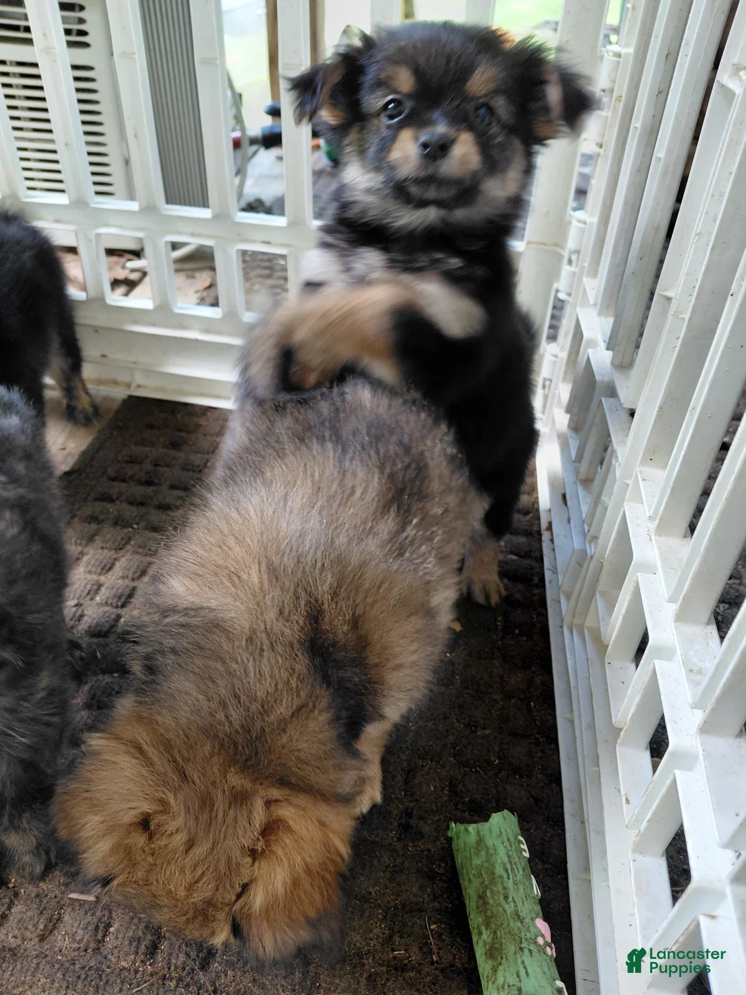 Mixed Breed dogs for sale: Paul Revere - Ad 2