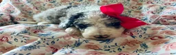 Sheepadoodle dogs for sale: Sheepadoodle Puppy 7 - Ad 2