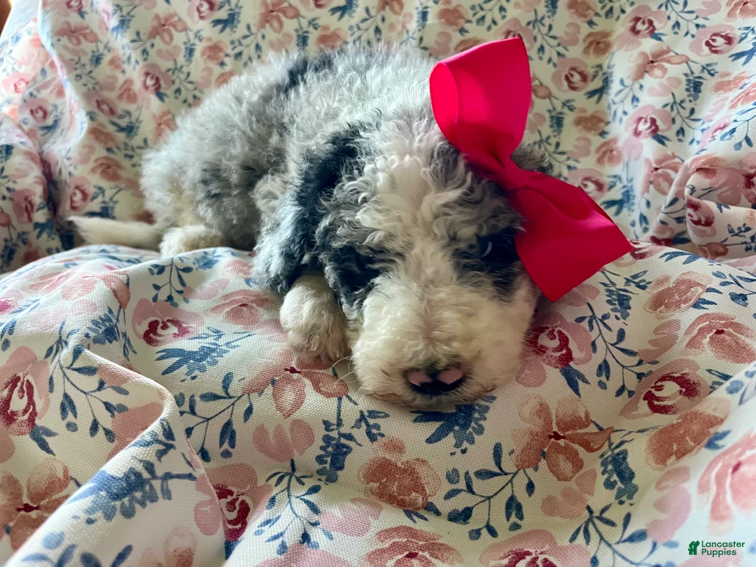 Sheepadoodle dogs for sale: Sheepadoodle Puppy 7 - Ad 2