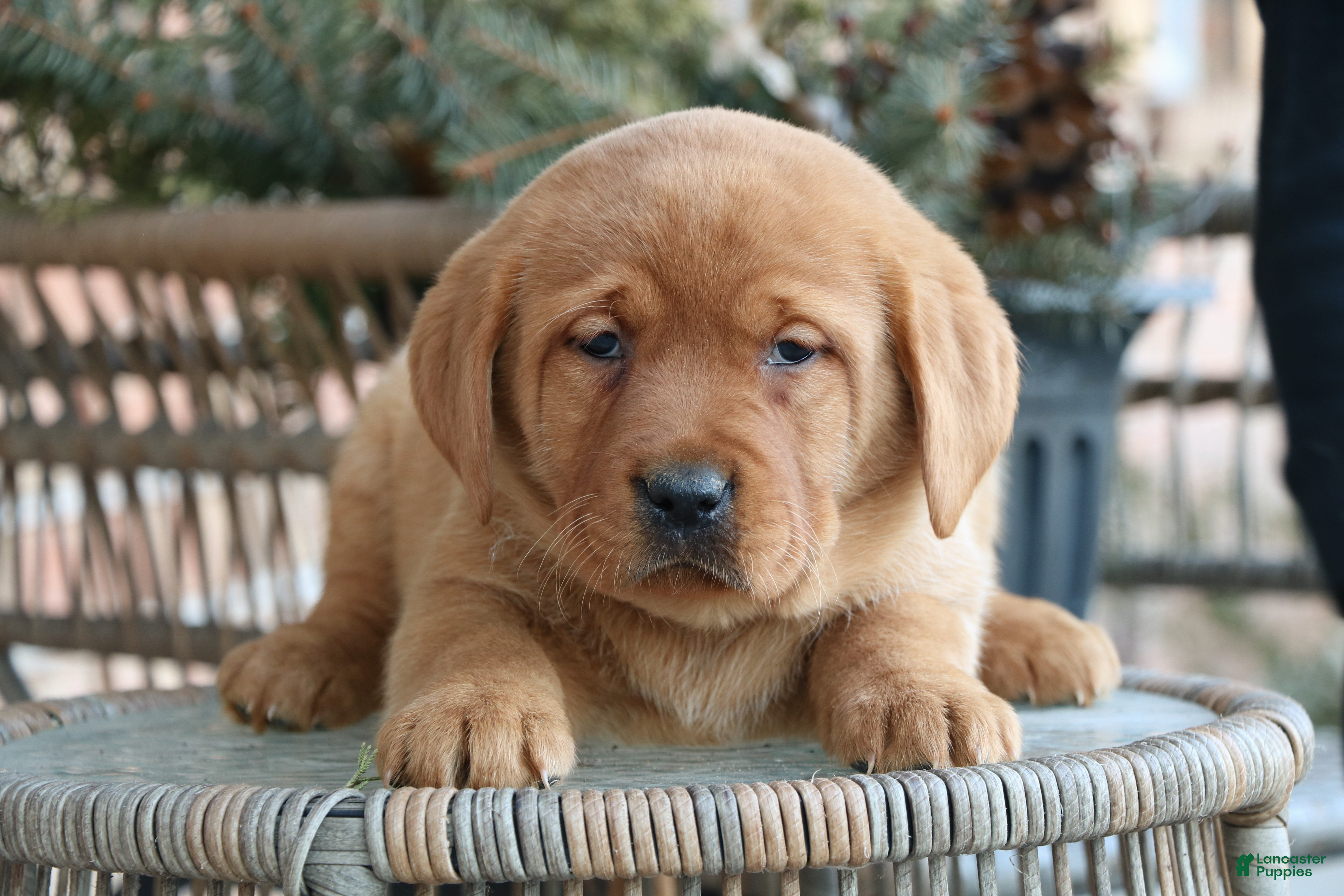 Labrador Retriever dogs Labrador Retriever Puppy 5 - Ad 18