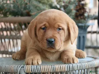 Labrador Retriever dogs Labrador Retriever Puppy 5 - Ad 18