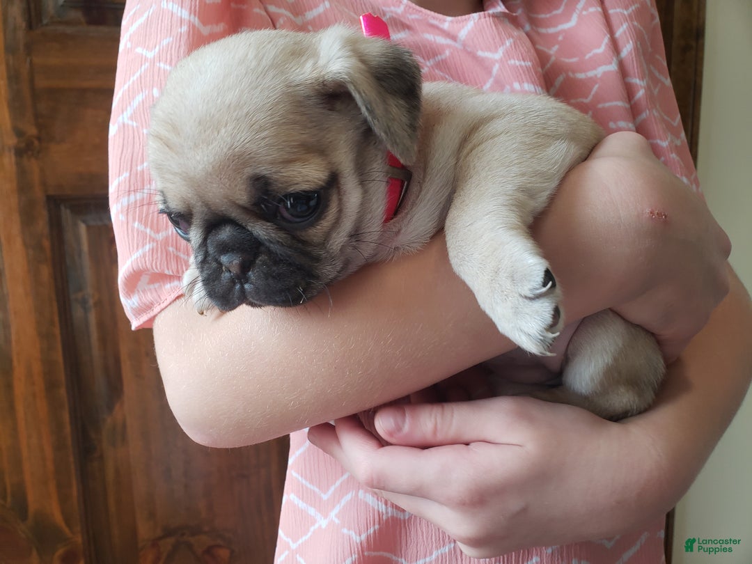 Pug dogs for sale: Pippi - AKC - Ad 2