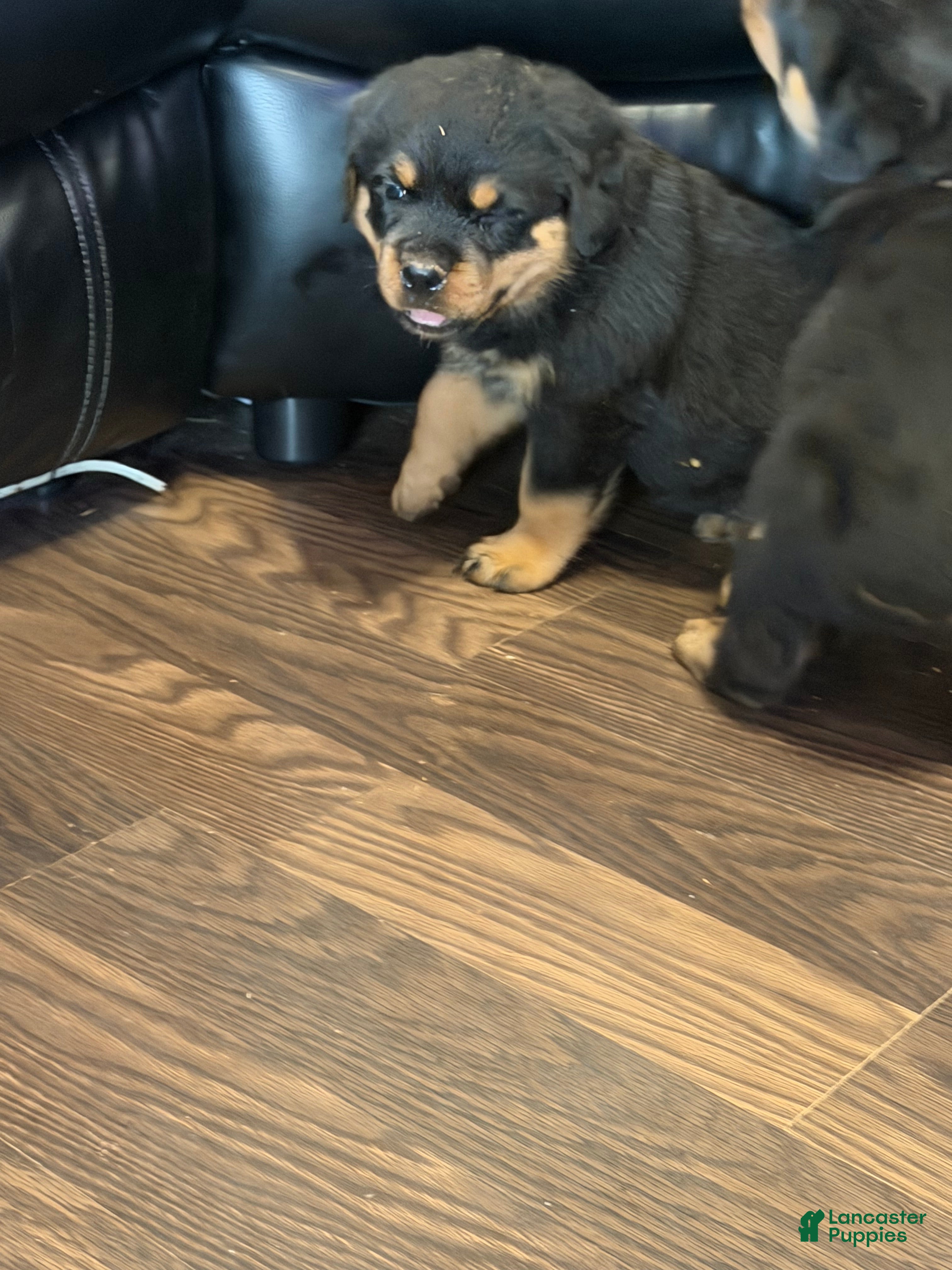 Rottweiler dogs Roxy - Ad 2