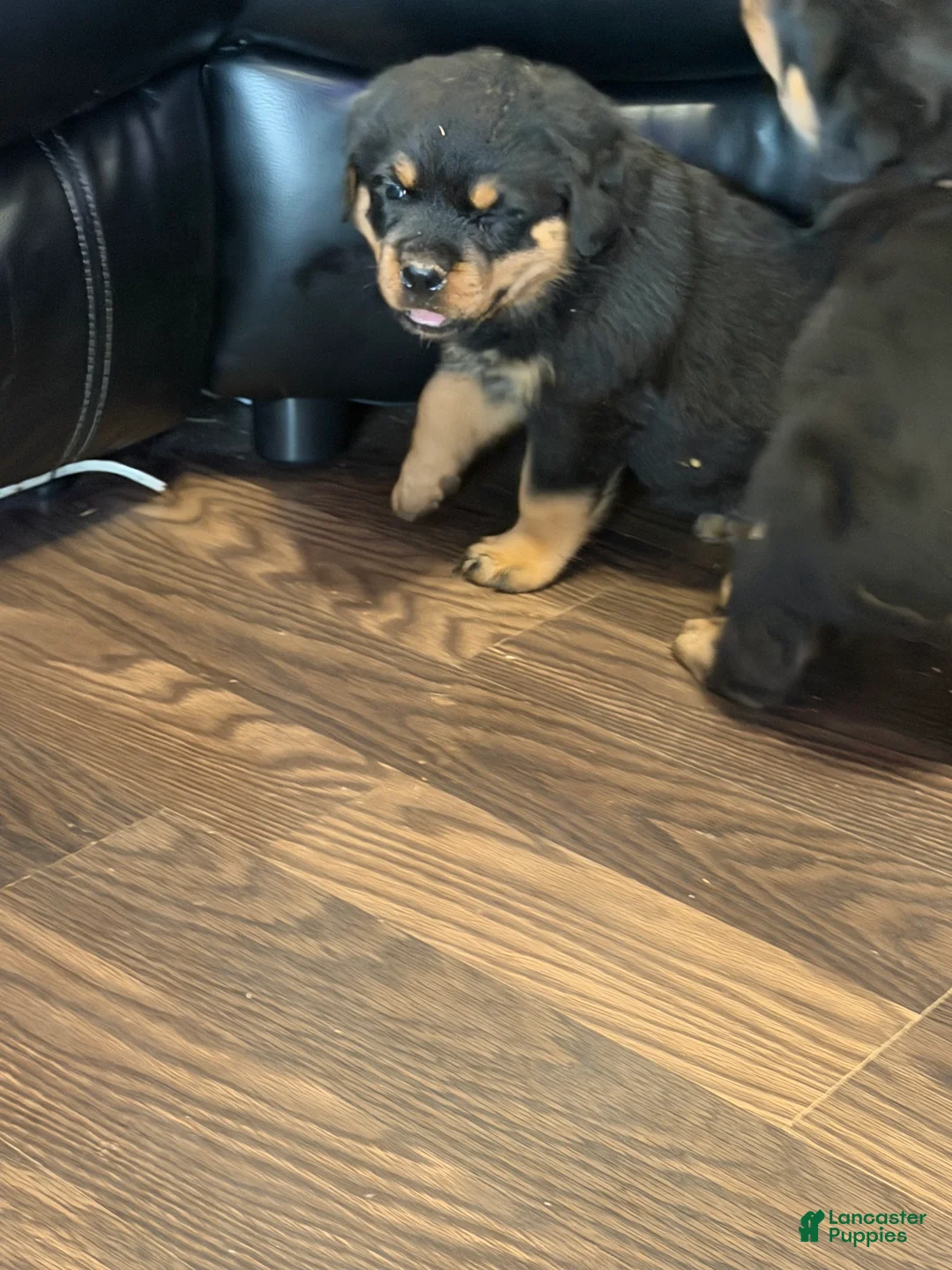 Rottweiler dogs for sale: Roxy - Ad 2