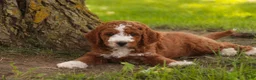 Cavapoo dogs for sale: Blaise Cavapoo  - Ad 12