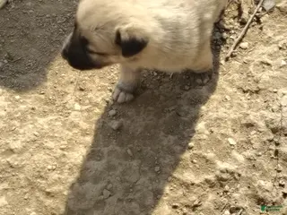 German Shepherd dogs German Shepherd Puppy 2 - Ad 3