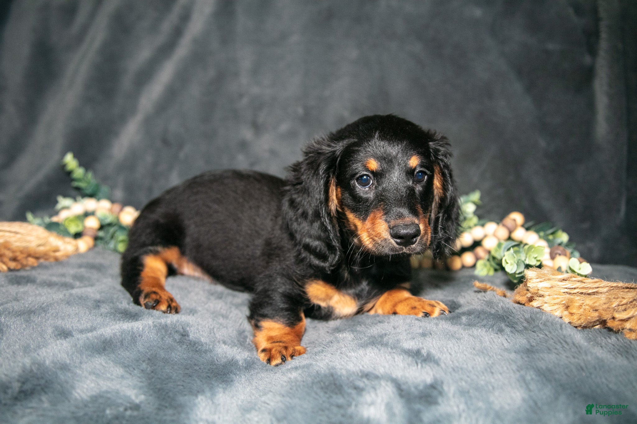 Miniature Dachshund dogs Rusty - Ad 2