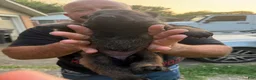 Belgian Malinois dogs for sale: Belgian Malinois 7 - Ad 3