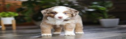 Miniature Australian Shepherd dogs for sale: Ferraro - Ad 3