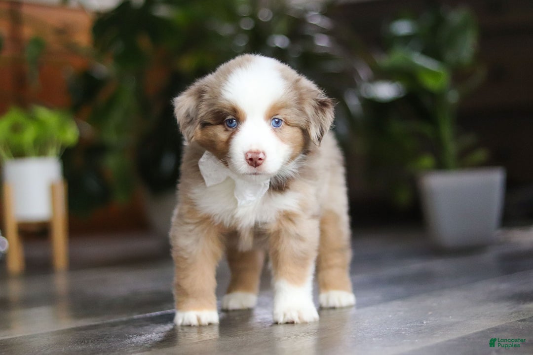 Miniature Australian Shepherd dogs for sale: Ferraro - Ad 3