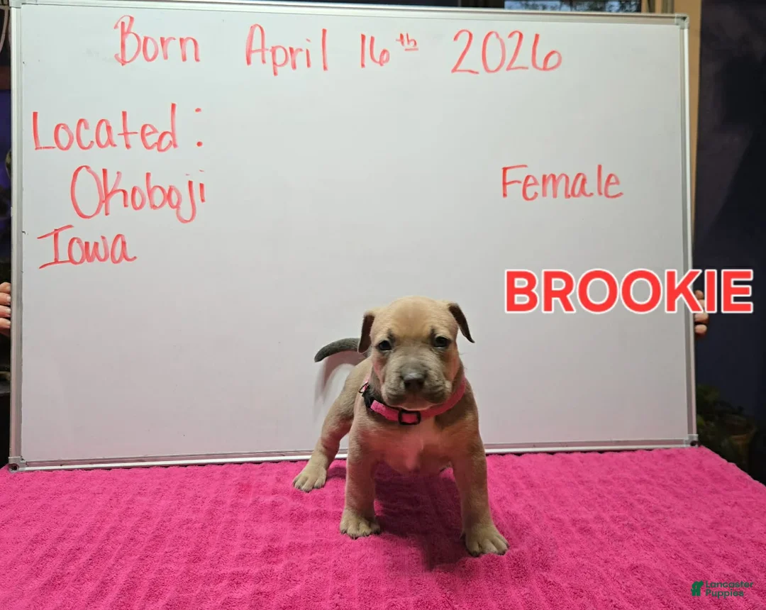American Bully dogs for sale: American Bully Puppy 3 - Ad 1